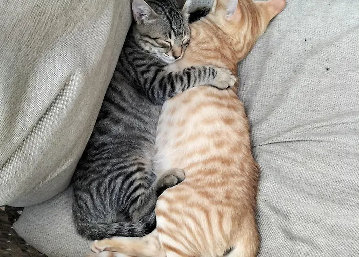 Bauernhof Reggia Saracena