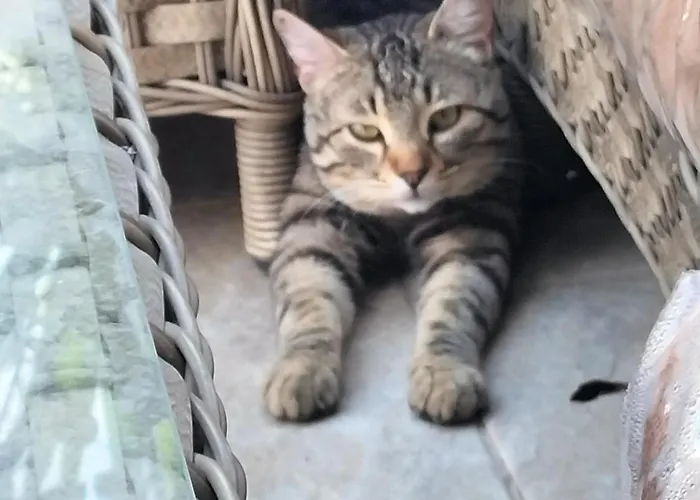 Reggia Saracena 팜스테이 *