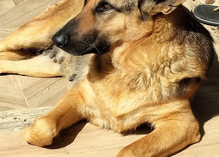 팜스테이 Reggia Saracena *