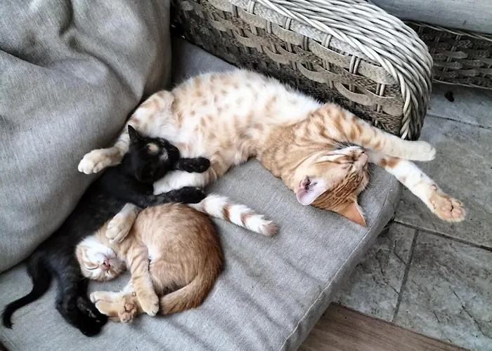 Reggia Saracena Vakantieboerderij Agrigento